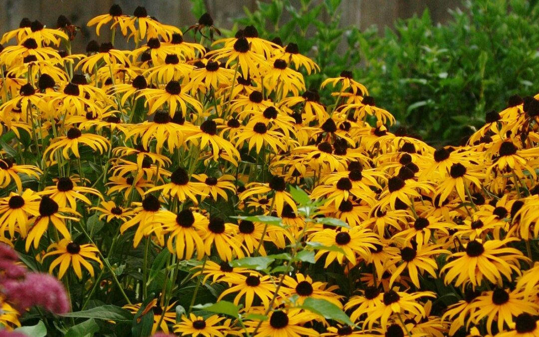 Fall Tips – Planting