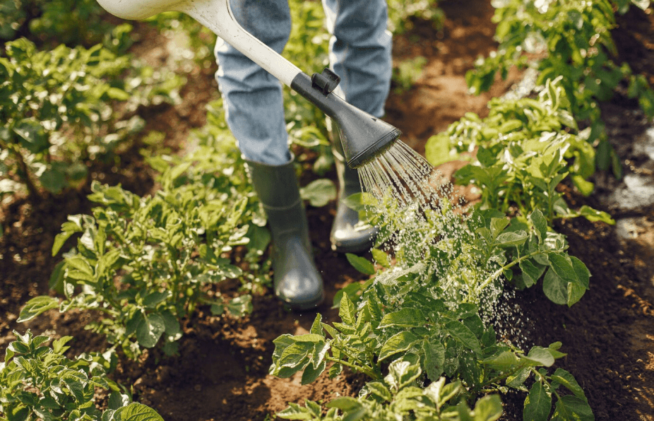 proper lawn care is the best medicine!