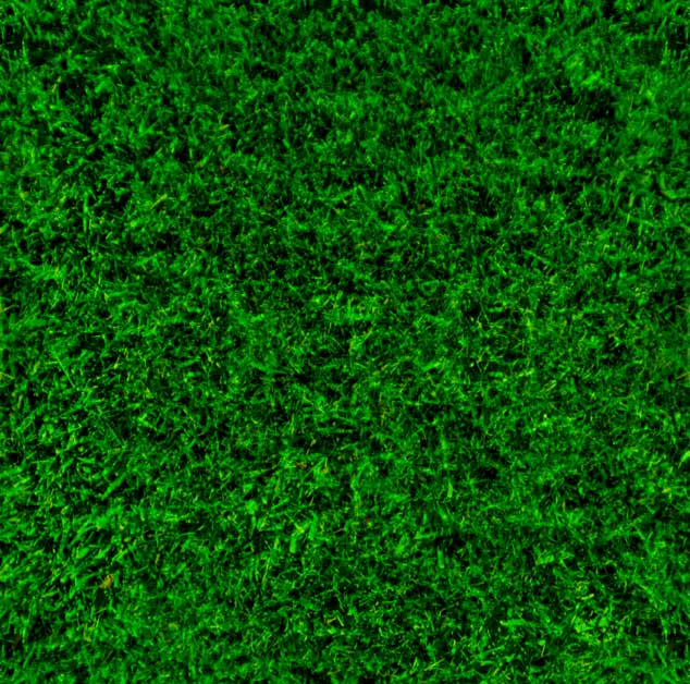 Proper lawn care is the best medicine!