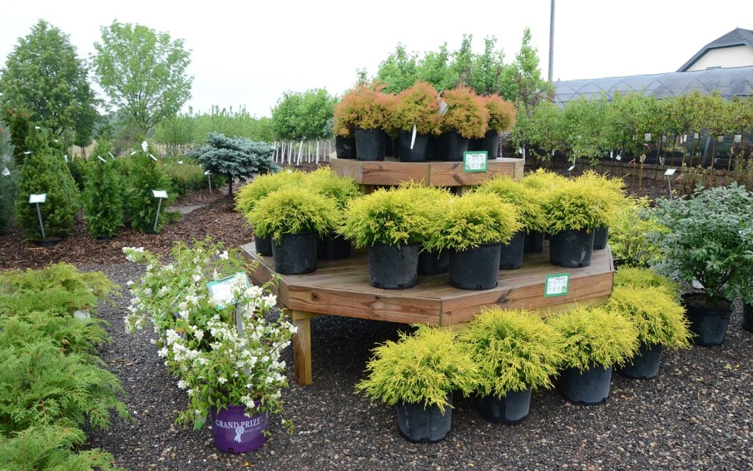 Nursery Stock 7